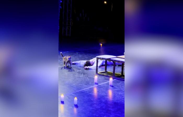 خطفت الأنظار.. قطة تضحك الجمهور خلال عرض مسرحية "روميو وجولييت" بتركيا