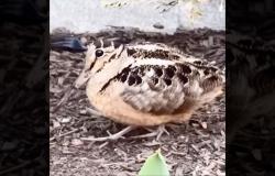 تَبَخْتُر ورقصة فريدة.. الشنقب الأمريكي يخطف الأنظار في نيويورك