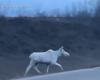 "علامة على الحظ الجيد".. مصورون يرصدون حيوان موظ أبيض نادر في غابات كندا