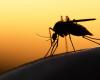 دراسة: تغيّر المناخ يتحكم في آلية انتقال الملاريا في أفريقيا