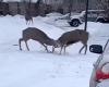 Battling
      bucks
      lead
      to
      viral
      video
      from
      southwest
      Calgary