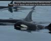 تعاون عالي الدقة بين حيتان الأوركا والدلافين قبالة سواحل كولومبيا البريطانية.. ما السبب؟