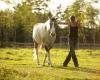 ‘Keeps
      me
      up
      at
      night’:
      N.S.
      horse
      owners,
      farmers
      face
      hay
      shortage
      due
      to
      drought