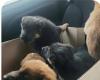 Call
      them
      the
      Lucky
      7:
      Abandoned
      Steinbach
      puppies
      brought
      in
      from
      the
      cold