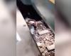 فيديو يوثّق أبًا ينقذ طفله الرضيع بجسده تحت قطار مسرع في بنغلاديش