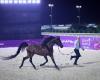 «عذبة»
      تحصد
      الذهب
      في
      «مهرجان
      بطولة
      العالم
      لخيل
      الجزيرة»
