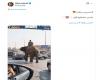 زحام مروري بسبب "فيل صلاح سالم" في مصر.. ما حقيقة فيديو الرائج؟