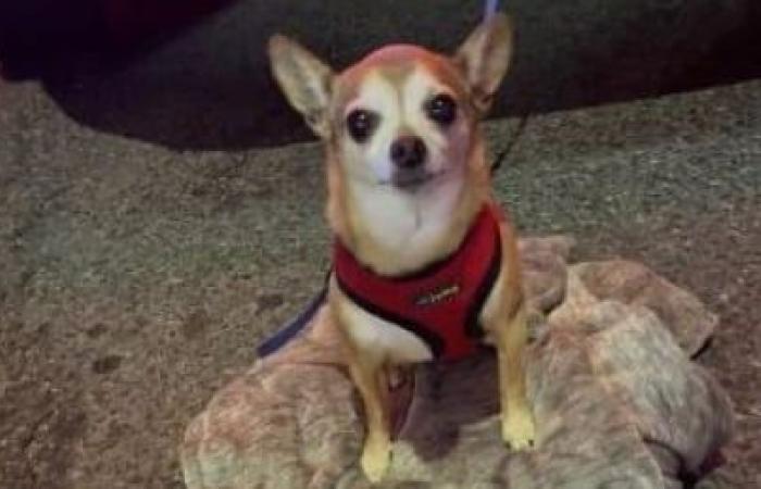 Chihuahua reuniting with owner after being taken in stolen car, police say