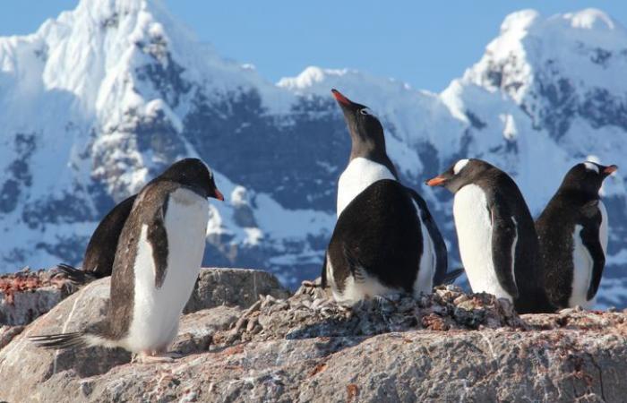 Four women selected to live and work in a remote part of Antarctica with a colony of penguins
