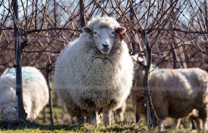 Thieves feared to have slaughtered more than 100 stolen sheep - as criminals 'weaponise' cost of living crisis