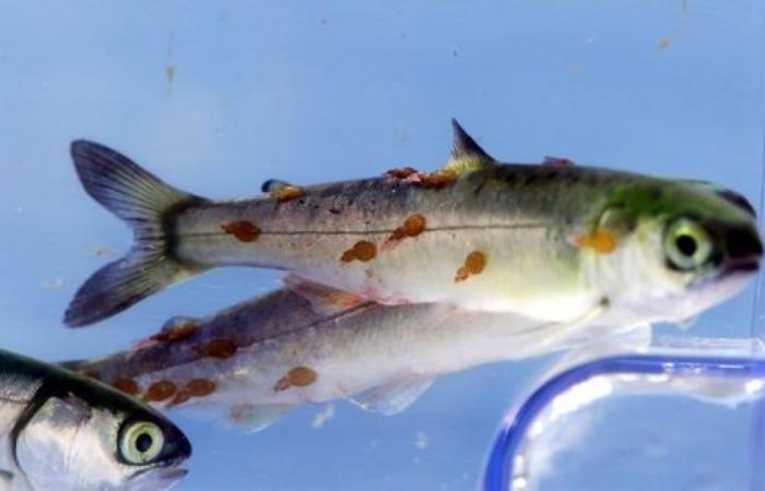 Salmon farms not 'solely' to blame for growing B.C. sea lice infestations, says DFO study